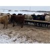 Image 2 : Holowaychuk Bros. - 680# Weaned Steers - 90 Head (Marwayne, AB)
