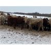 Image 3 : Holowaychuk Bros. - 680# Weaned Steers - 90 Head (Marwayne, AB)