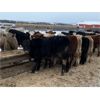 Image 4 : Holowaychuk Bros. - 680# Weaned Steers - 90 Head (Marwayne, AB)