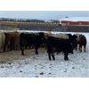 Image 5 : Holowaychuk Bros. - 680# Weaned Steers - 90 Head (Marwayne, AB)