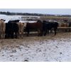 Image 7 : Holowaychuk Bros. - 680# Weaned Steers - 90 Head (Marwayne, AB)