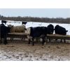 Image 8 : Holowaychuk Bros. - 680# Weaned Steers - 90 Head (Marwayne, AB)
