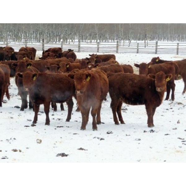 Breault Ranching Ltd. - 900# Yearling Heifers - 100 Head (Ste. Rose, MB)