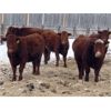 Image 2 : Breault Ranching Ltd. - 900# Yearling Heifers - 100 Head (Ste. Rose, MB)