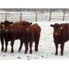 Image 3 : Breault Ranching Ltd. - 900# Yearling Heifers - 100 Head (Ste. Rose, MB)