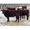 Image 4 : Breault Ranching Ltd. - 900# Yearling Heifers - 100 Head (Ste. Rose, MB)