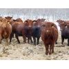 Image 6 : Breault Ranching Ltd. - 900# Yearling Heifers - 100 Head (Ste. Rose, MB)