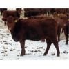 Image 7 : Breault Ranching Ltd. - 900# Yearling Heifers - 100 Head (Ste. Rose, MB)