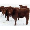 Image 8 : Breault Ranching Ltd. - 900# Yearling Heifers - 100 Head (Ste. Rose, MB)