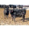Image 12 : David Garvey - 775# Weaned Steers - 154 head (Wapella, SK)