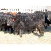 Image 13 : David Garvey - 775# Weaned Steers - 154 head (Wapella, SK)