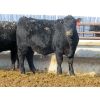 Image 15 : David Garvey - 775# Weaned Steers - 154 head (Wapella, SK)