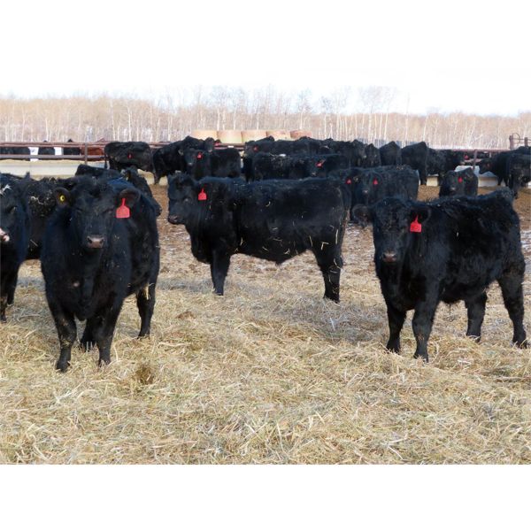 David Garvey - 775# Weaned Steers - 154 head (Wapella, SK)