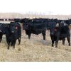 Image 1 : David Garvey - 775# Weaned Steers - 154 head (Wapella, SK)