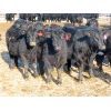 Image 2 : David Garvey - 775# Weaned Steers - 154 head (Wapella, SK)