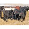 Image 3 : David Garvey - 775# Weaned Steers - 154 head (Wapella, SK)