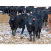 Image 4 : David Garvey - 775# Weaned Steers - 154 head (Wapella, SK)