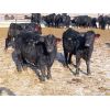 Image 6 : David Garvey - 775# Weaned Steers - 154 head (Wapella, SK)