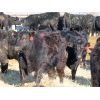 Image 7 : David Garvey - 775# Weaned Steers - 154 head (Wapella, SK)