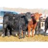 Image 8 : David Garvey - 775# Weaned Steers - 154 head (Wapella, SK)
