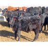 Image 9 : David Garvey - 775# Weaned Steers - 154 head (Wapella, SK)