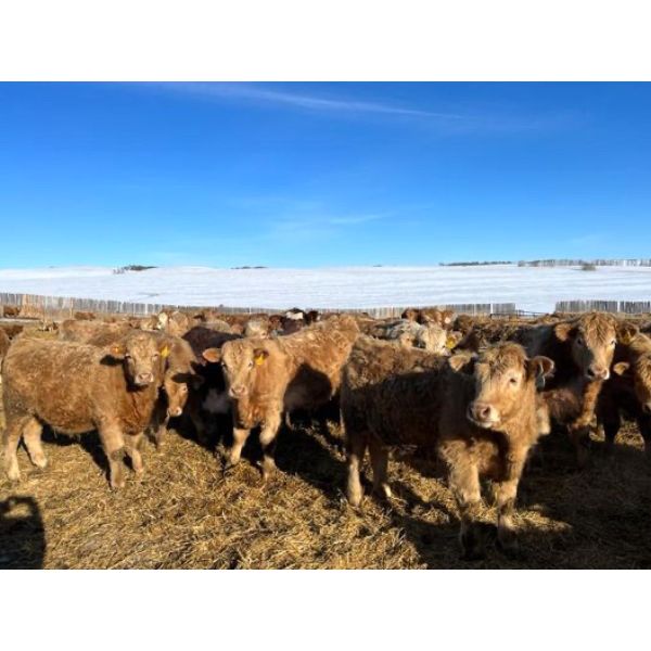 Forbes Bros. Ranching - 865# Weaned Steers - 350 Head (Senlac, SK)