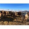 Image 3 : Forbes Bros. Ranching - 865# Weaned Steers - 350 Head (Senlac, SK)