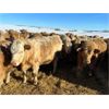Image 5 : Forbes Bros. Ranching - 865# Weaned Steers - 350 Head (Senlac, SK)