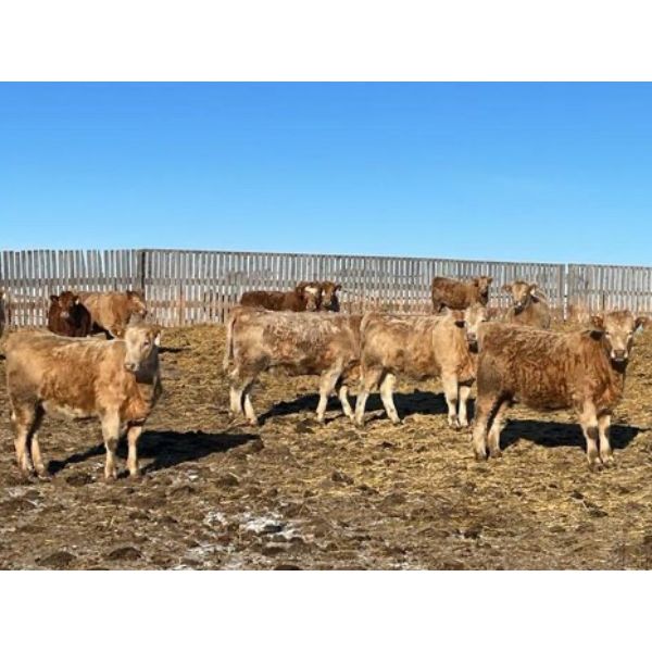 Forbes Bros. Ranching - 800# Weaned Heifers - 270 Head (Senlac, SK)