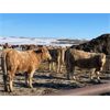 Image 3 : Forbes Bros. Ranching - 800# Weaned Heifers - 270 Head (Senlac, SK)