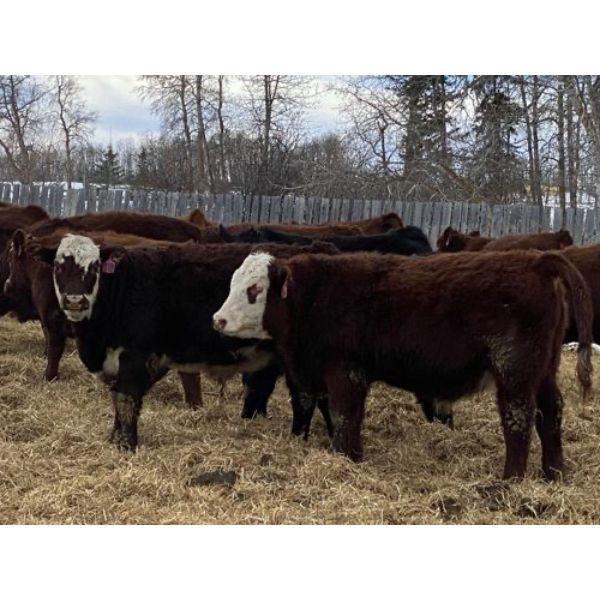 FM Livestock Company - 780# Weaned Steers - 75 Head (Bentley, AB)