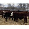 Image 1 : FM Livestock Company - 780# Weaned Steers - 75 Head (Bentley, AB)