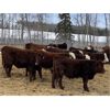 Image 3 : FM Livestock Company - 780# Weaned Steers - 75 Head (Bentley, AB)