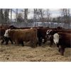 Image 4 : FM Livestock Company - 780# Weaned Steers - 75 Head (Bentley, AB)
