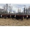 Image 5 : FM Livestock Company - 780# Weaned Steers - 75 Head (Bentley, AB)