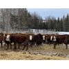 Image 6 : FM Livestock Company - 780# Weaned Steers - 75 Head (Bentley, AB)