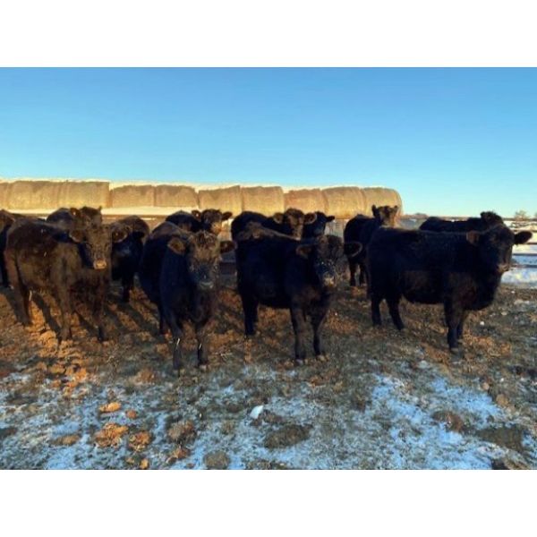 SNC Ranching - Black Bred Heifers - 19 Head (Arcola, SK)