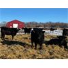 Image 3 : SNC Ranching - Black Bred Heifers - 19 Head (Arcola, SK)