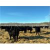 Image 4 : SNC Ranching - Black Bred Heifers - 19 Head (Arcola, SK)