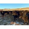 Image 2 : SNC Ranching - Black Bred Heifers - 19 Head (Arcola, SK)