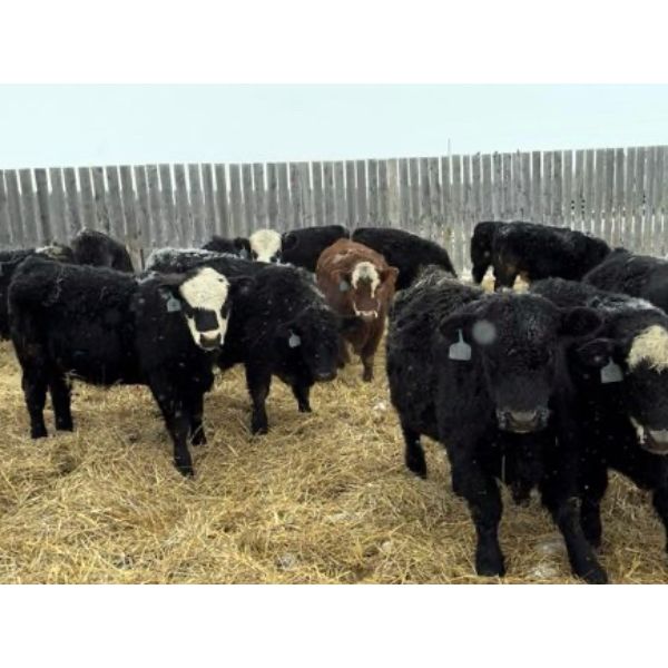 Kristjanson Farms 770 Weaned Steers 75 Head (Foam Lake, SK) Team