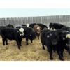 Image 1 : Kristjanson Farms - 770# Weaned Steers - 75 Head (Foam Lake, SK)