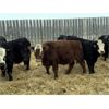 Image 2 : Kristjanson Farms - 770# Weaned Steers - 75 Head (Foam Lake, SK)