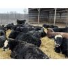 Image 3 : Kristjanson Farms - 770# Weaned Steers - 75 Head (Foam Lake, SK)