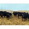 Image 10 : 9 Bar Ranch - 810# Weaned Steers - 177 Head (Fincastle, AB)