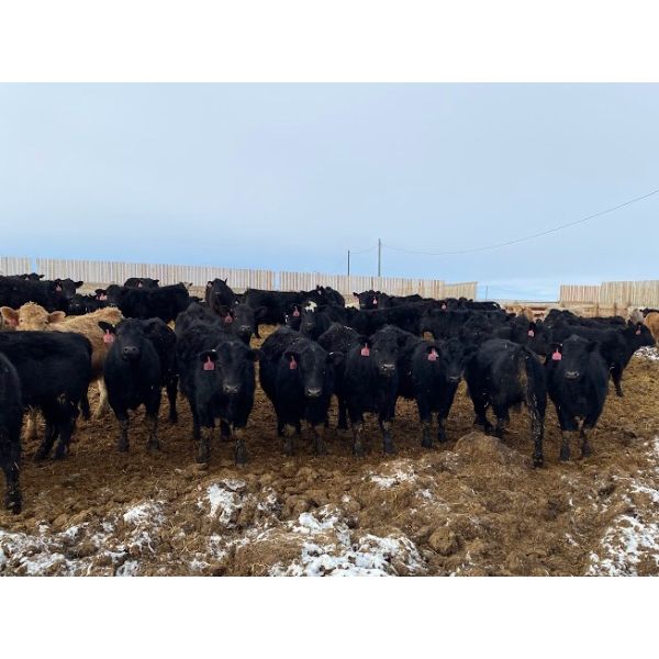 9 Bar Ranch - 810# Weaned Steers - 177 Head (Fincastle, AB)
