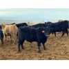 Image 2 : 9 Bar Ranch - 810# Weaned Steers - 177 Head (Fincastle, AB)