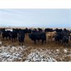 Image 5 : 9 Bar Ranch - 810# Weaned Steers - 177 Head (Fincastle, AB)
