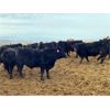 Image 7 : 9 Bar Ranch - 810# Weaned Steers - 177 Head (Fincastle, AB)
