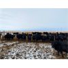 Image 8 : 9 Bar Ranch - 810# Weaned Steers - 177 Head (Fincastle, AB)